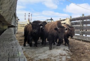 Oh, give me a home: Alberta-raised wood bison calves safely relocated to Alaska