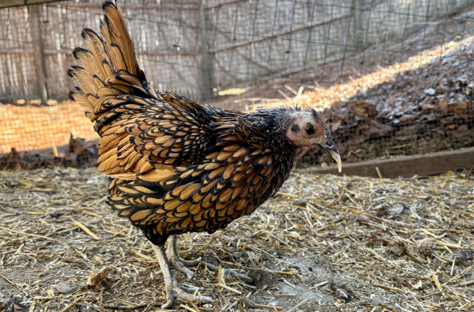 She’s no Spring Chicken; The World’s Oldest Chicken