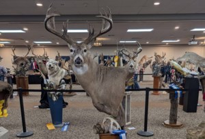 Mayfair and Area News: Local artist, taxidermist in the spotlight