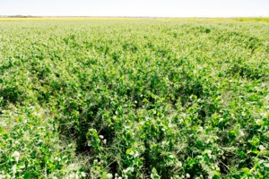 Seed treatment combo offers protection against Aphanomyces in pulse crops
