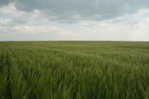 Hursh: Monette Farms files for creditor protection amid restructuring