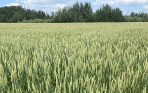 Market watches for possible spring wheat rally