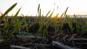 Fertilizer prices could influence changes to seeding plans, says FCC analysis