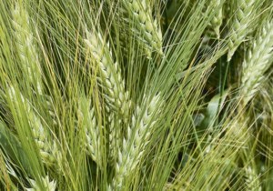 Canada regains Colombia as malt barley buyer