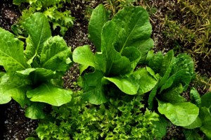 Grow Your Own Future: Local food growing trend continues to flourish