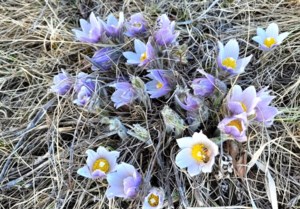 Garden Chat: Believe it or not, spring is on its way