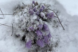 On the hunt for crocus pics!