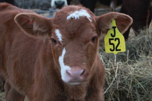 Input sought on revised beef code of practice