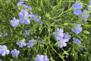 Canadian flax growers face stiff competition