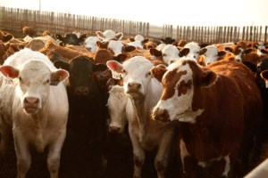 Beef prices continue to climb as grocers keep it front and centre
