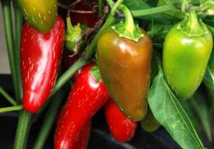 Grow Your Own Future: Growing food in containers
