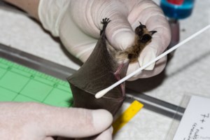 B.C. bats ‘do not know the border’ — and Trump funding cuts may put them in peril
