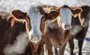 Cattle associations have beef with potential Mercosur trade deal