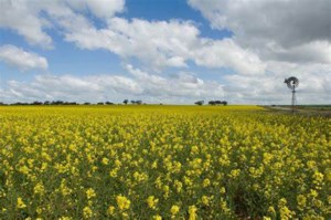 Size of canola carryout will have major impact