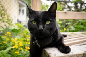 ‘Team Nigel’ rallies behind East Vancouver cat after complaint about feline folk hero