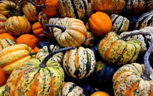 Grow Your Own Future: Growing heirlooms in your garden