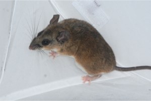VIDO researcher warns of hantavirus risk during spring cleaning amid deadly cruise ship outbreak