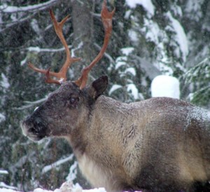 B.C. allowed logging in caribou habitat despite its own ministry’s recommendation