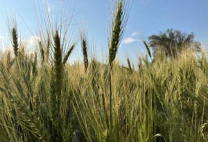 Wheat and barley breeders say Western Canada’s system has reached an inflection point