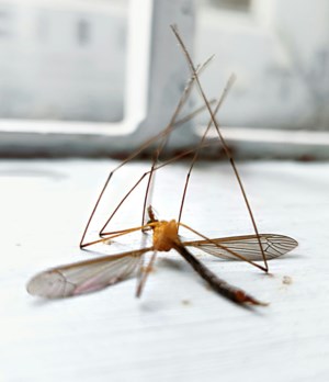 Mosquitos: Get them before they get you