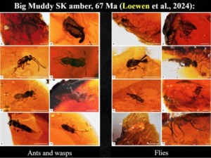 Estevan proves to be a hotbed for fossil discoveries