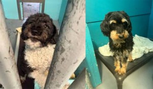 BC RCMP patrol stop rescues pets tied to Saskatchewan theft case
