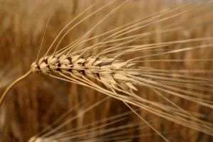 Canada’s durum crop smaller than anticipated