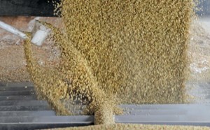 Monsoon trouble may make India a lentil buyer
