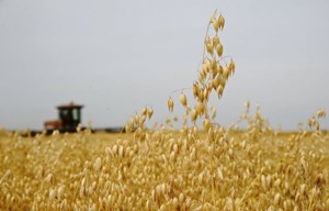 Saskatchewan oat plant sees quarter century of growth