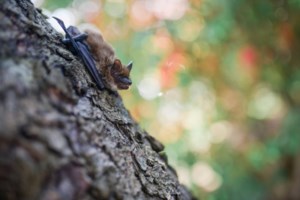Provincial officials respond after rabid bat discovered in Spiritwood daycare
