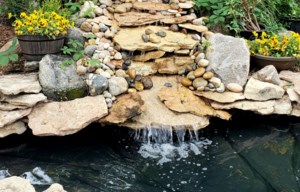 Grow Your Own Future: Father’s Day in the garden