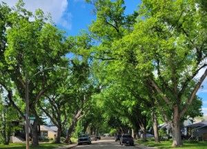 Garden Chat: 2026 Update on the Sask. Dutch Elm Disease situation