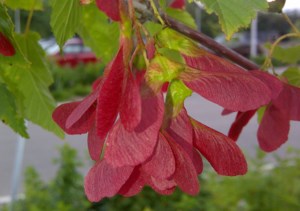 Garden Chat: Practical advice for choosing city-sensible trees