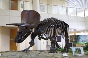 Dinosaurs still draw curious visitors to USask museum after 39 years