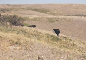 Drought persists in parts of the Prairies