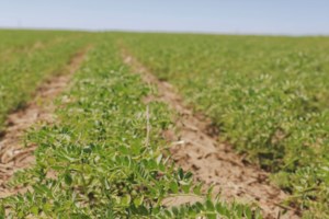 Seeding virtually done in Saskatchewan, though some acres unseeded