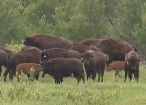 Bison calves welcomed at Batoche