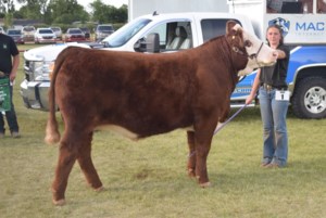 Estevan regional 4-H auction to have online component this year