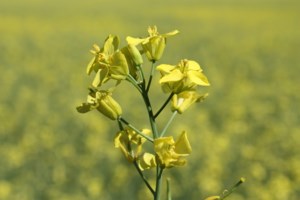 Hursh: Observations from StatCan seeded acreage report