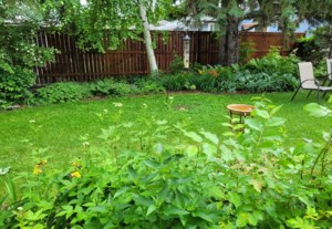 Garden Chat: Mindful gardening