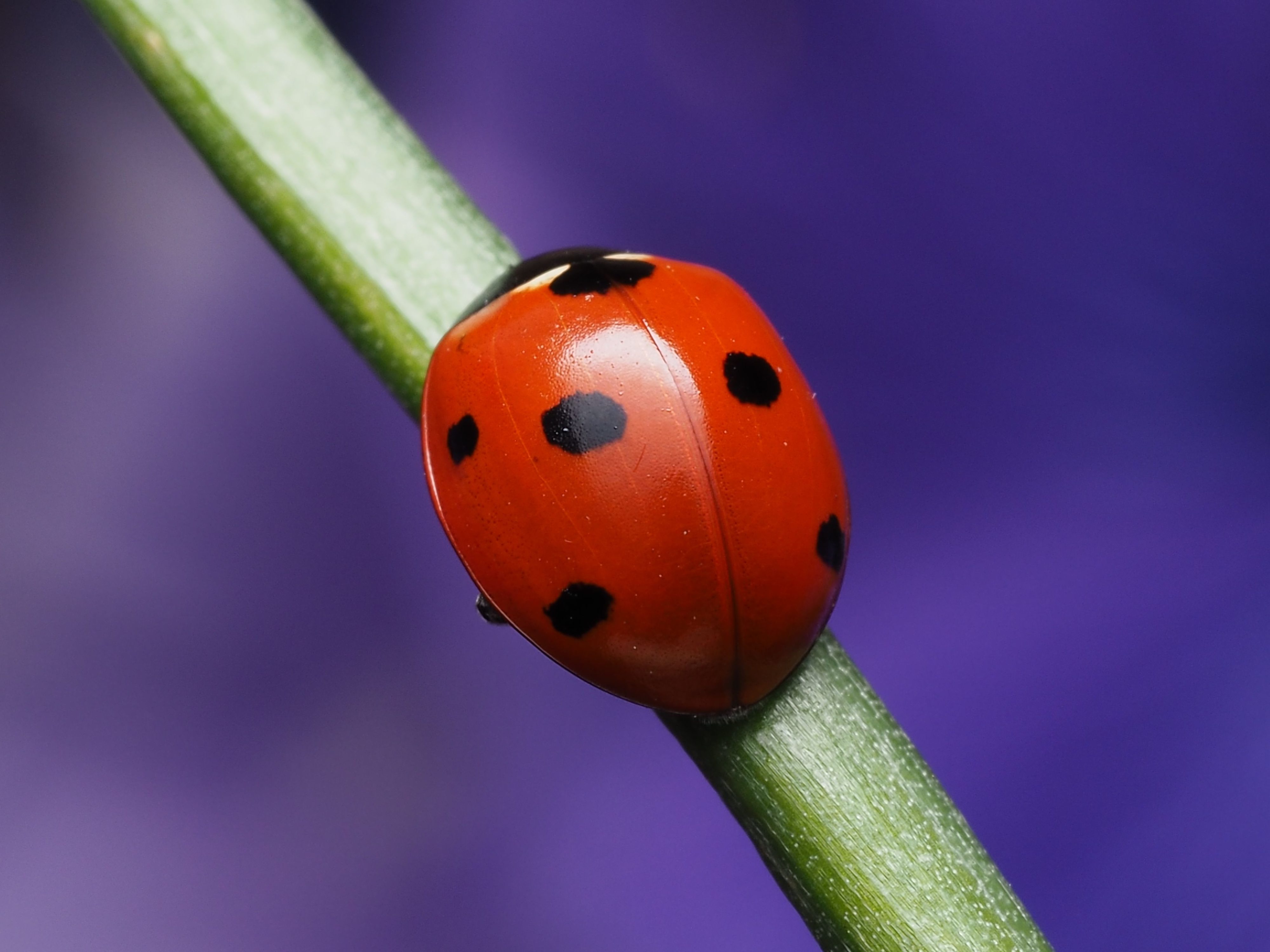 Annual ladybug release creeps up