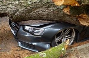 Macklin RCMP received report of fallen tree on vehicle during storm