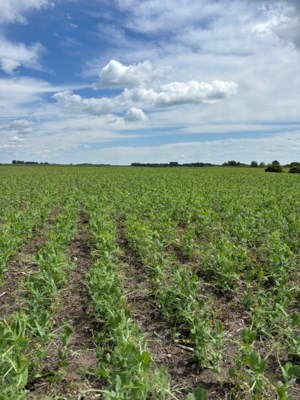 Excessive moisture hampering crop development; Slowing haying and spraying operations: crop report