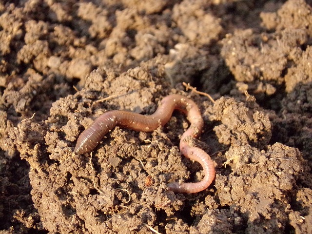 Worm World