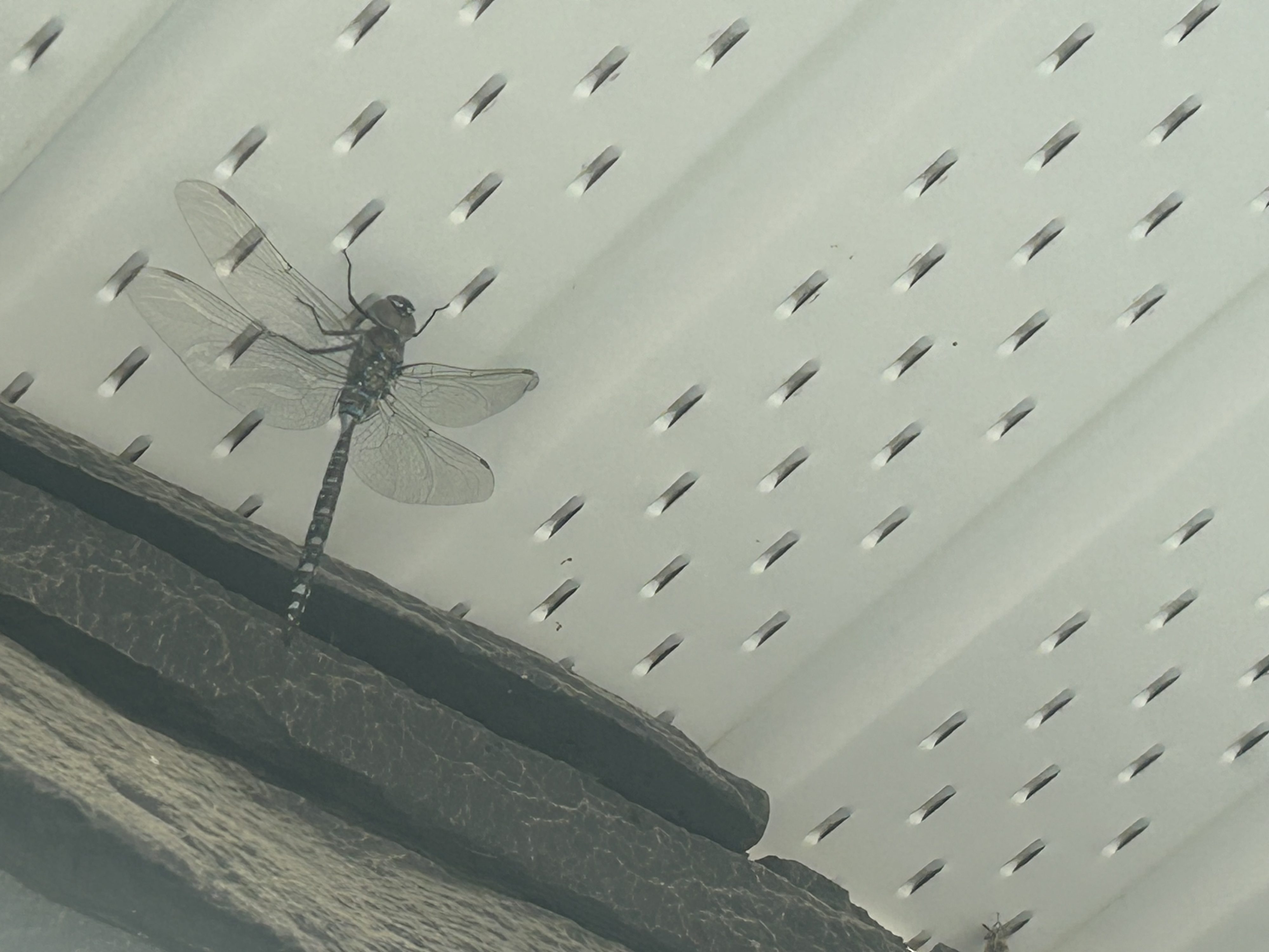 Has Anyone Else Seen These Giant Dragonflies?
