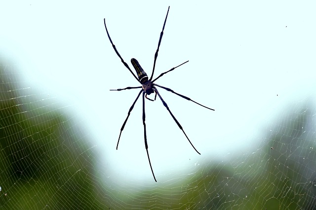 Never Assume When it Comes to Spiders