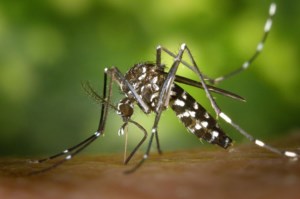 Perfect storm of rain and heat fuels mosquito surge in Regina