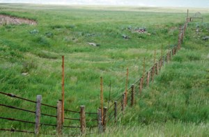 Funding renewed for grassland conservation