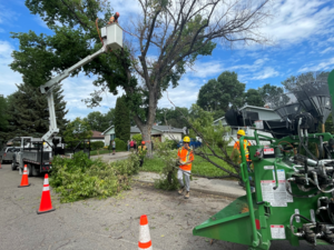 Dutch Elm Disease will likely become a norm in Regina