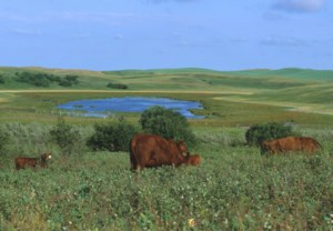 Wetland conservation partnership forged